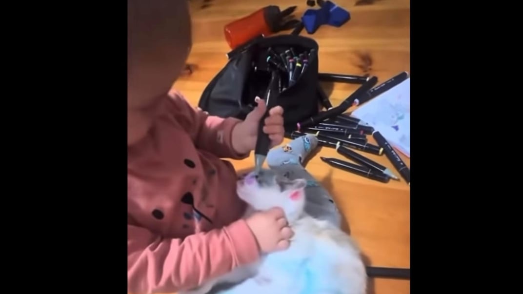 Суд на Львівщині конфіскував кошеня, яке дитина розмалювала фломастерами — зоозахисниця