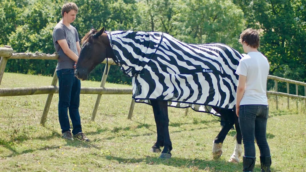 Експеримент, під час якого вчені одягли коней у костюми зебр