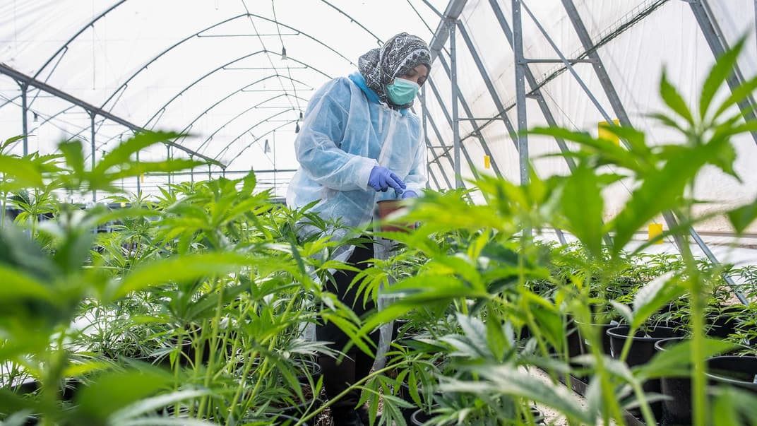 Працівниця доглядає рослини медичної марихуани (канабісу) в теплиці промислового фармацевтичного центру у місті Лод, Ізраїль, 23 січня 2019 року