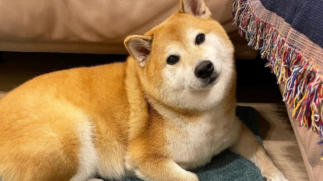 В последние месяцы пес болел лейкемией