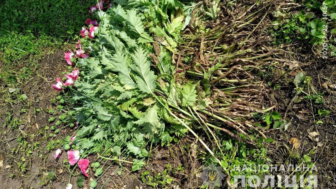 Вирощувала для власного споживання: на Рівненщині поліцейські знайшли на городі пенсіонерки 2750 маків