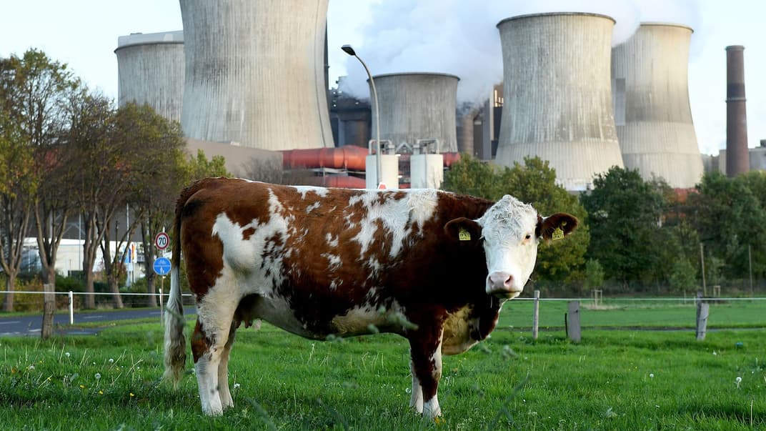 Наряду с загрязнением воздуха промышленностью, огромные выбросы метана в атмосферу производимые животноводством, сильно влияют на изменения климата