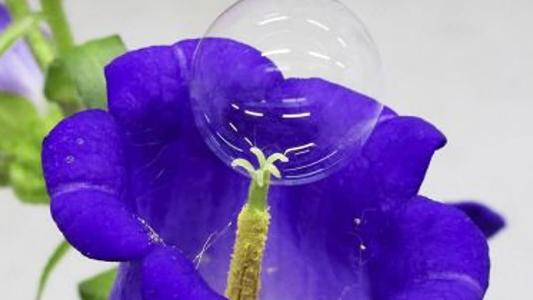 Японці запропонували запилювати рослини мильними бульбашками