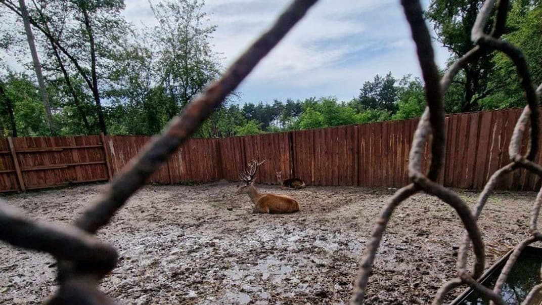 UAnimals закликала перевірити звіринець на Полтавщині