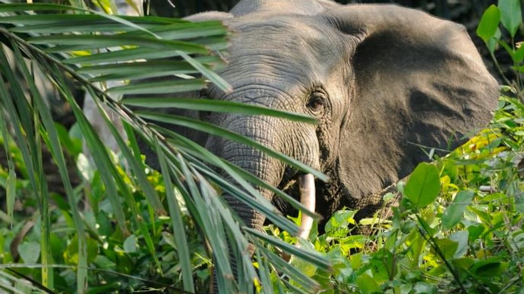 Лесной слон