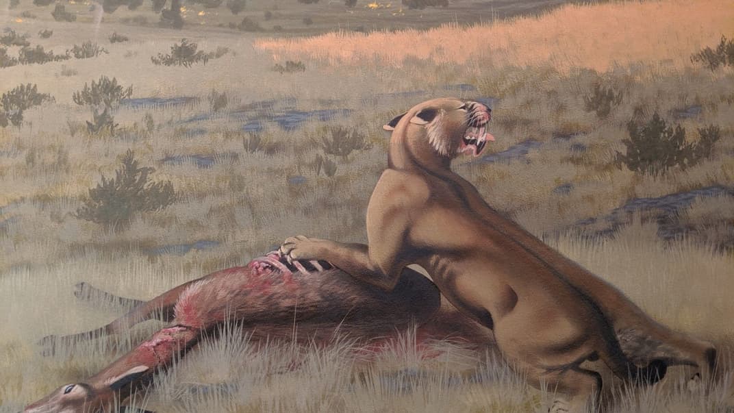 Художественное воспроизведение Machairodus lahayishupup, нового вида саблезубых кошек, обнаруженных американскими учеными. Они жили примерно пять-девять миллионов лет назад и охотились на крупных животных