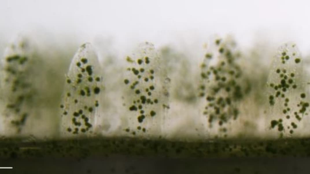  «Напечатанные» кораллы