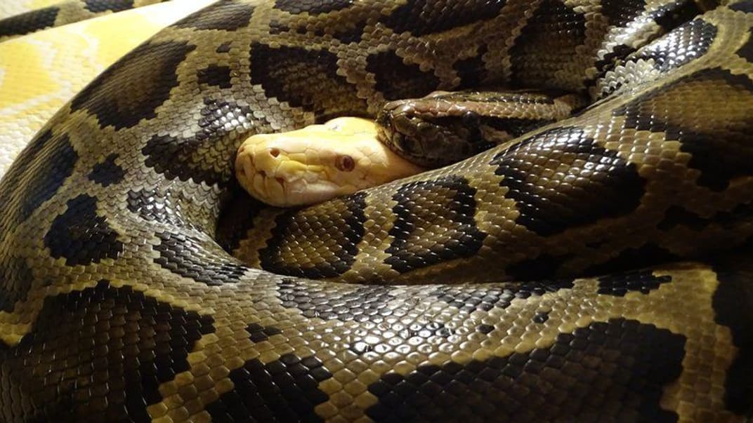 Врятований з російського танка пітон нині із самкою
