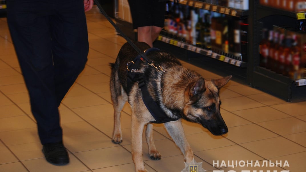 Иллюстративное фото. Полицейская собака с кинологом