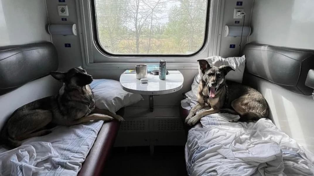 Собаки в поїзді