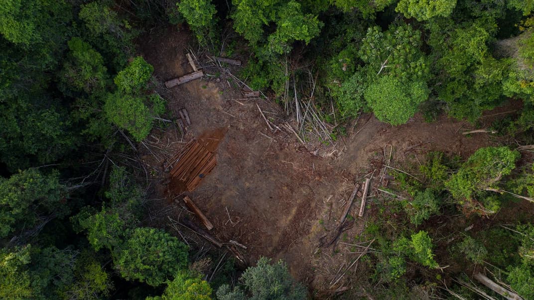Нелегальная вырубка амазонских лесов в штате Пара, Бразилия, 2019 год