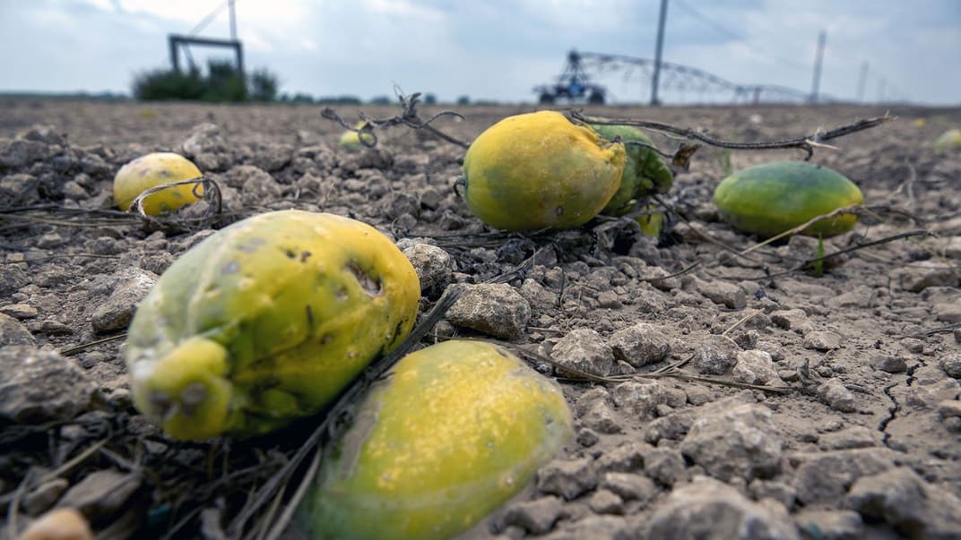 Испорченные тыквы особого сорта валяются на земле на ферме в штате Флорида, США, 16 апреля 2020 года. В результате вспышки коронавируса некоторые фермеры, не найдя способа распространять свою продукцию, не имели другого выбора, как уничтожить урожай