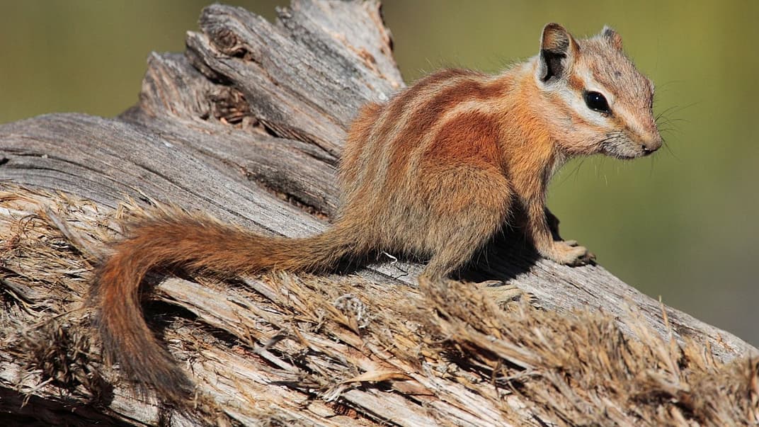 Бурундук. Иллюстративное фото