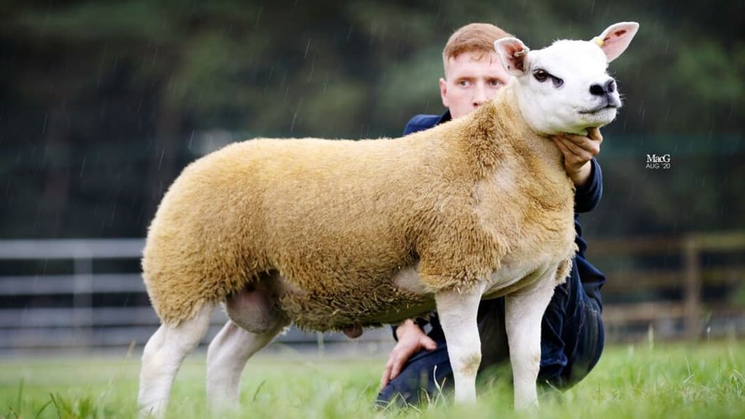 Найдорожчу вівцю у світі продали за 13,5 млн гривень! Ціна на тварину на аукціоні піднялася в 37 разів