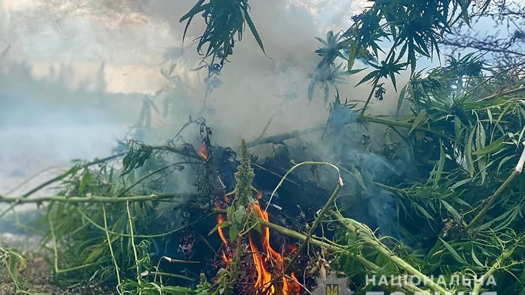 Ликвидация плантации конопли под Борисполем