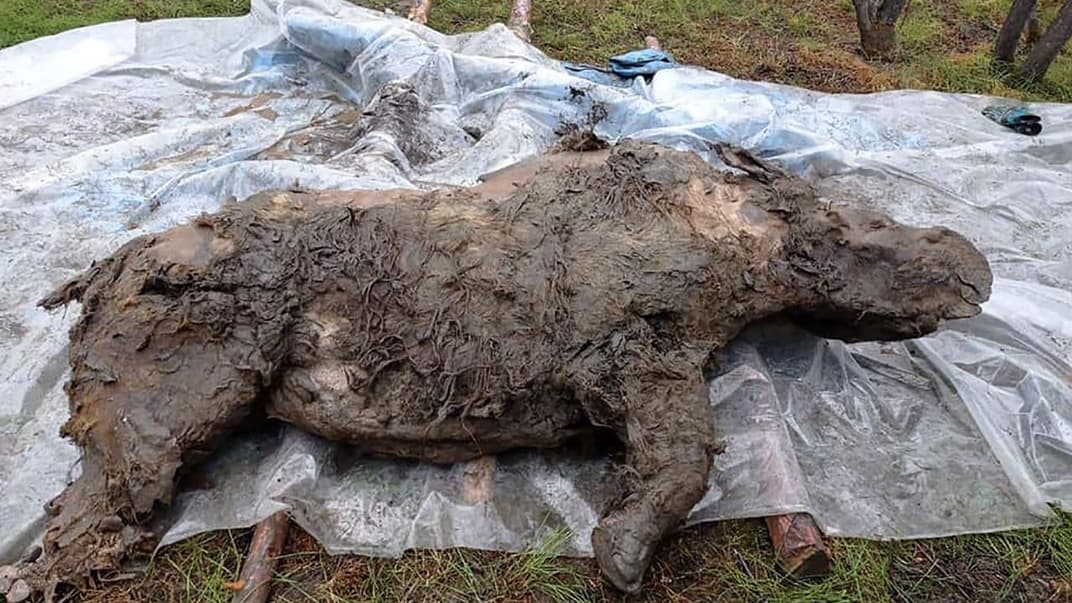 Тіло волохатого носорога, яке знайшли на півночі Якутії 