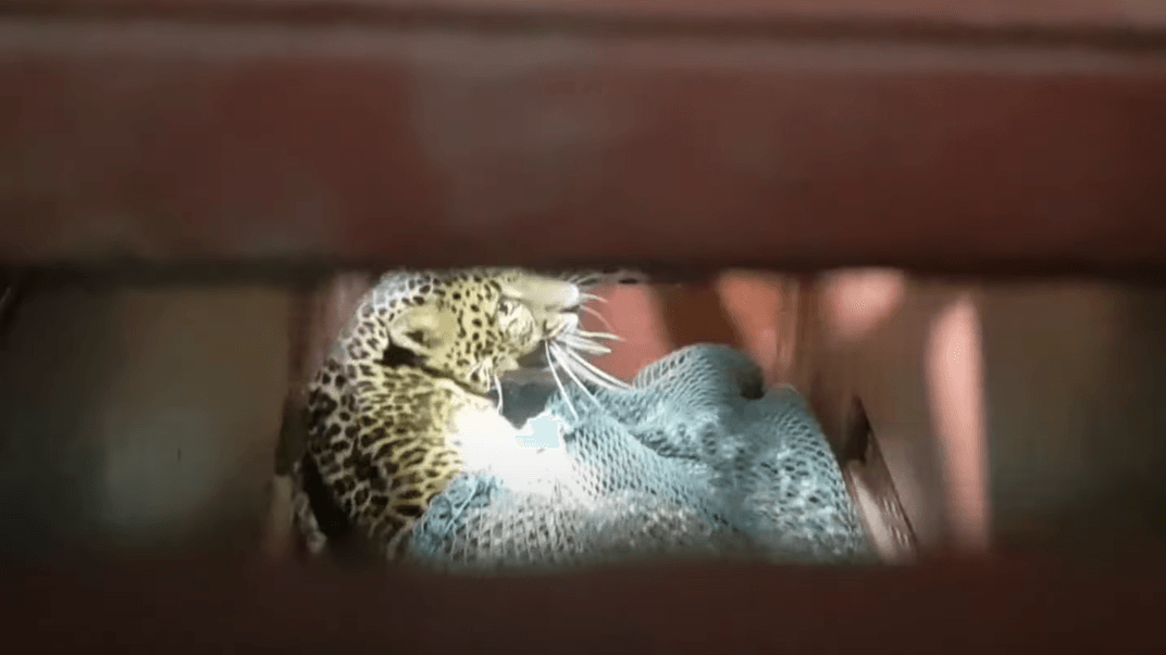 Спійманий леопард