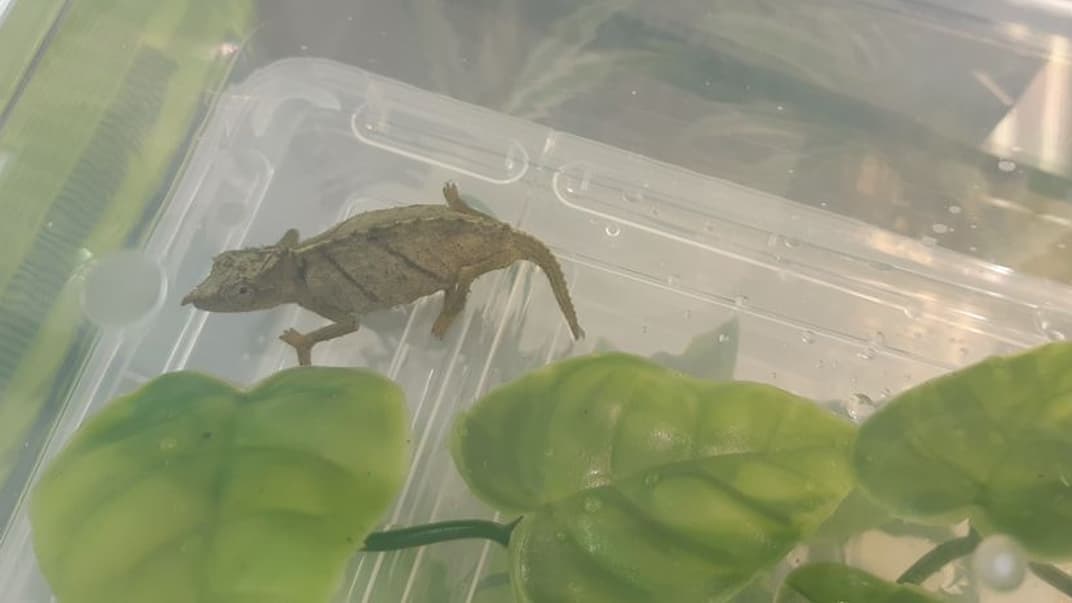 Один из контрабандных хамелеонов