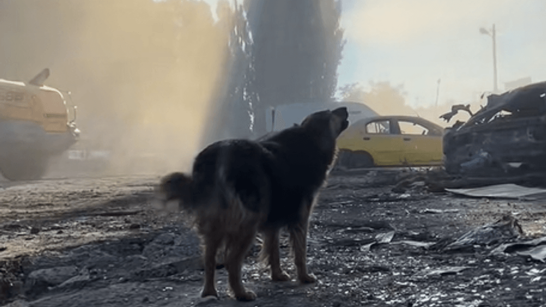 Собака Джессі на місці російського обстрілу в Києві