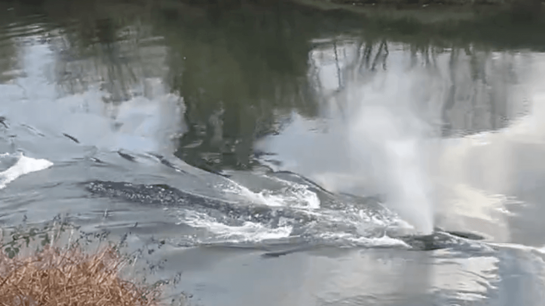 Сірий кит, який заплив у річку Віллапа 1 квітня