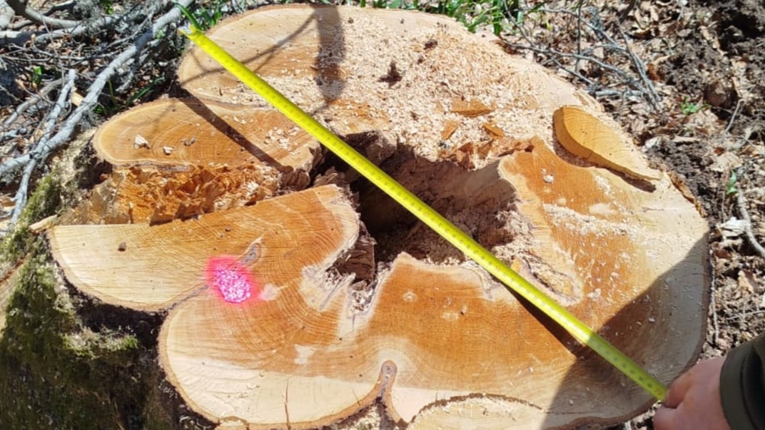 Загалом прокурори задокументували 114 пнів свіжозрубаних дерев бука віком до 200 років