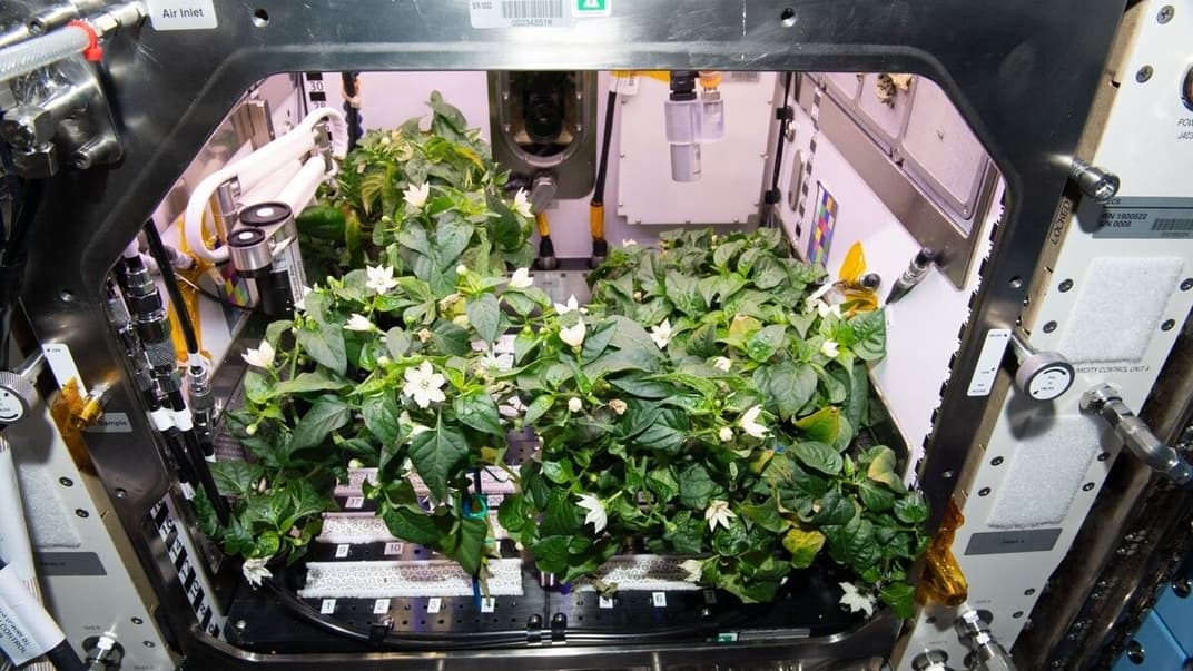 Паростки перцю чилі, вирощені у вдосконаленому середовищі вирощування рослин на борту Міжнародної космічної станії, фото жовтня 2021 року