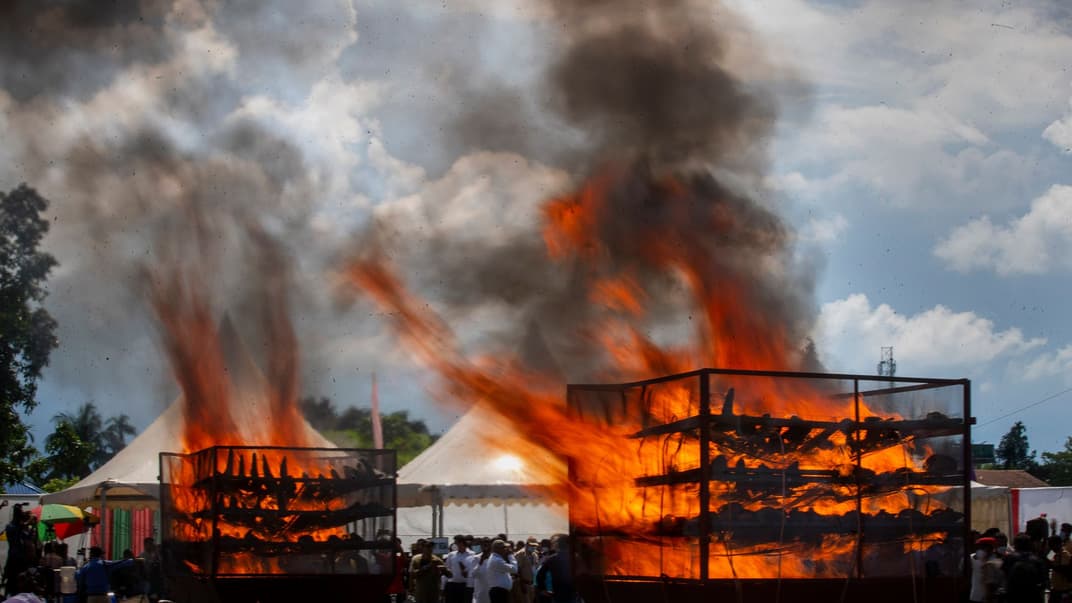 Полум’я піднімається з рогів носорогів, які десятиліттями були під наглядом уряду, Ассам, 22 вересня 2021 року