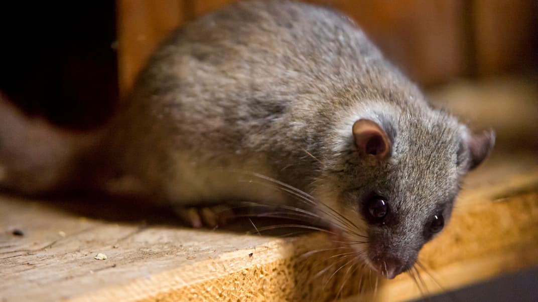 Соня, иллюстративное фото