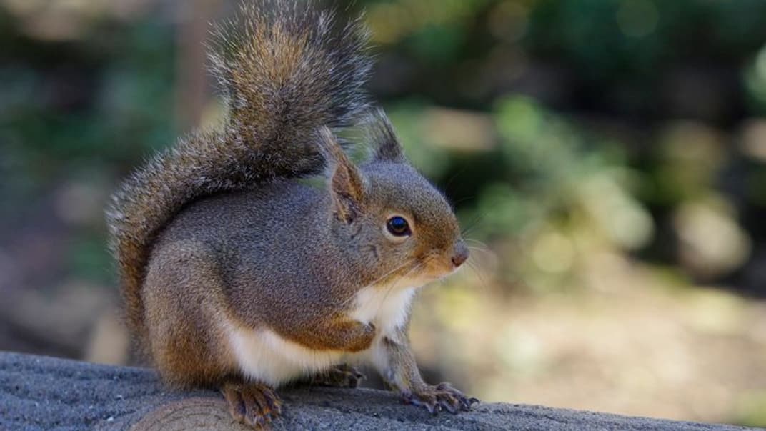 Белка в зоопарке Инокашир в Токио. Иллюстративное фото