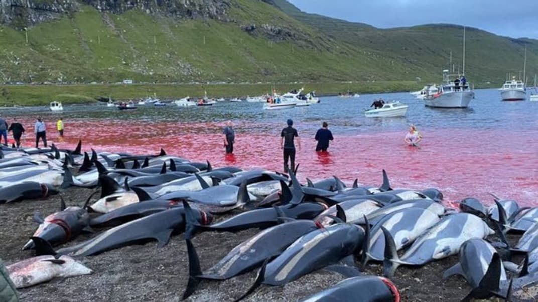 На Фарерських островах мисливці провели традиційне полювання на дельфінів. Убили приблизно 1500 тварин