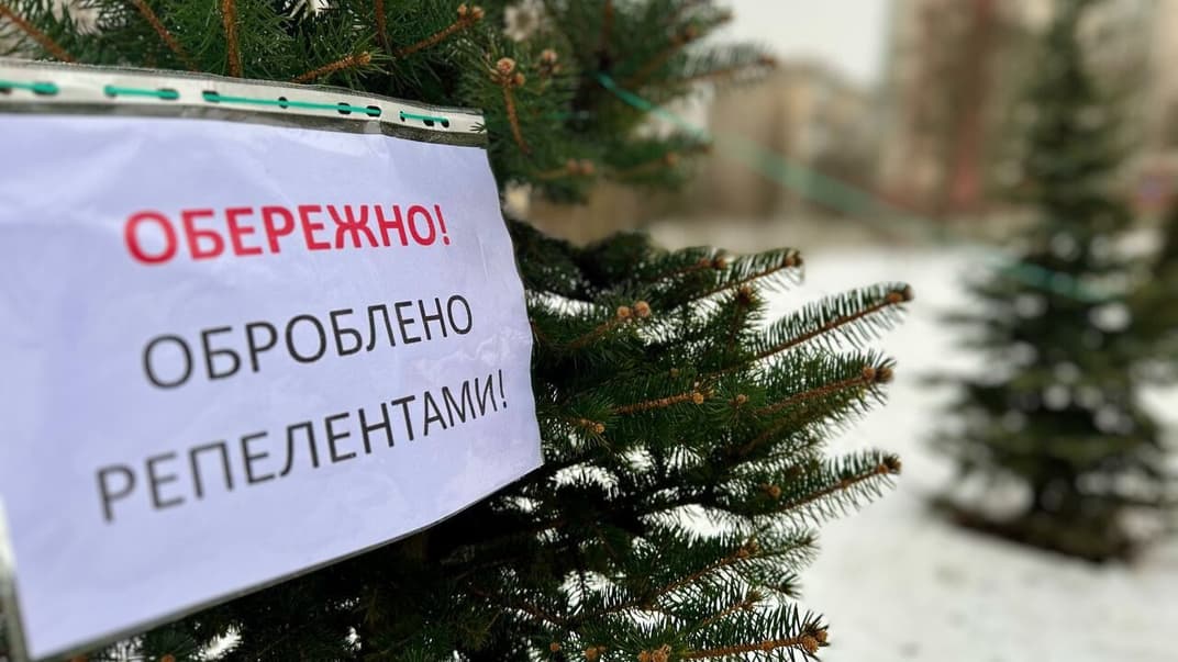 В Киеве перед Новым годом хвойные деревья обработают химикатами
