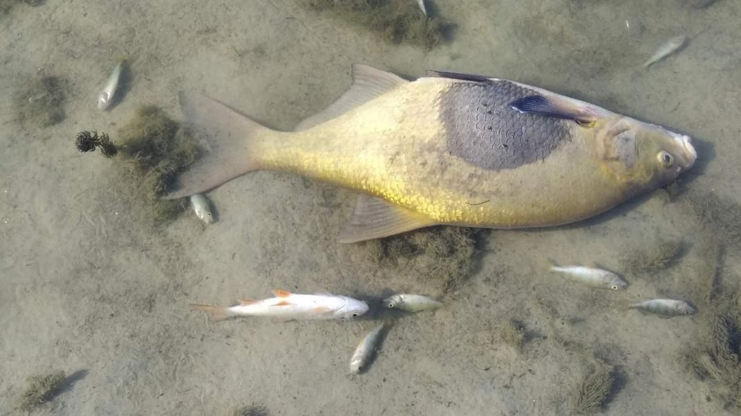 Мертва риба у річці Сейм на території України