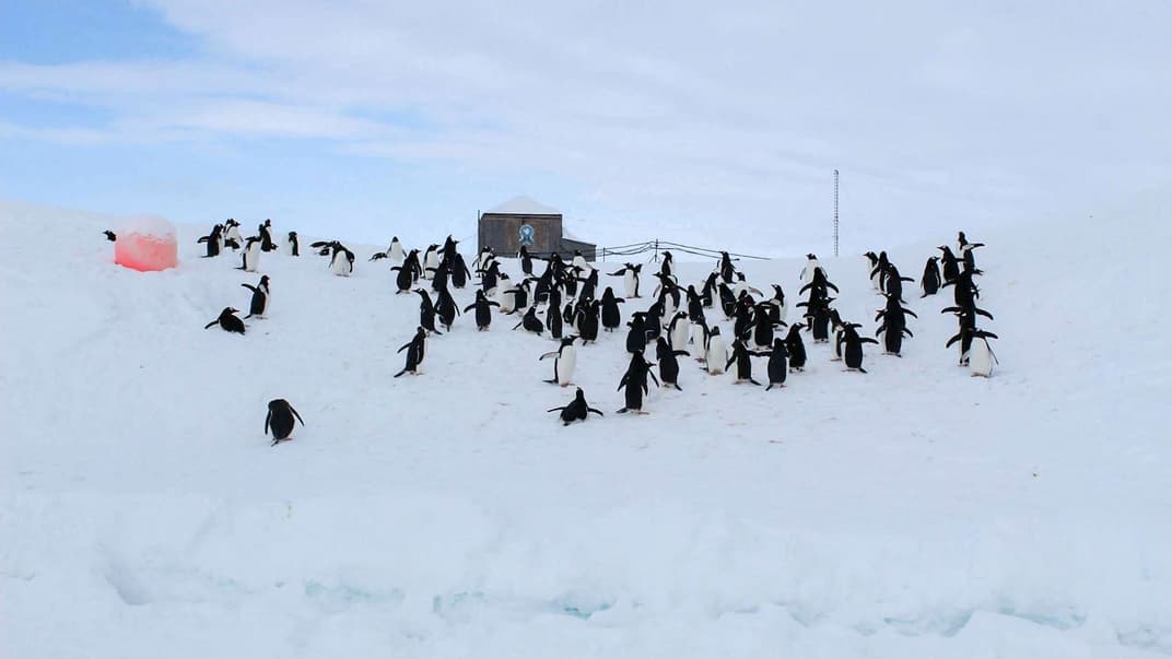 Пінгвіни в Антарктиді