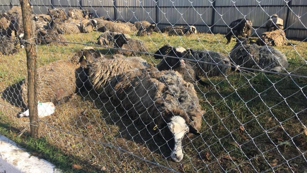 Вівці в Тульчині Вінницької області