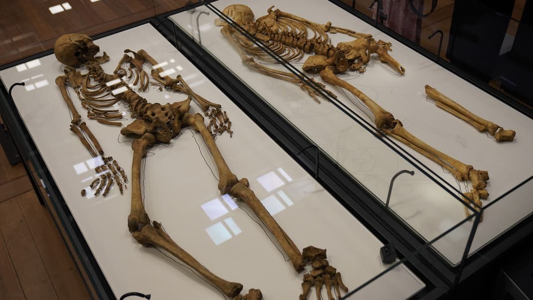 Скелеты викингов, которые приходились друг другу родственниками, в Национальном музее Дании