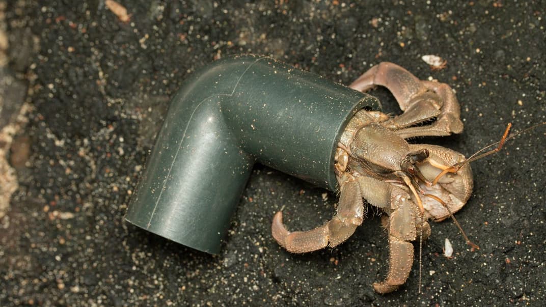 Крабы-отшельники используют мусор как раковину