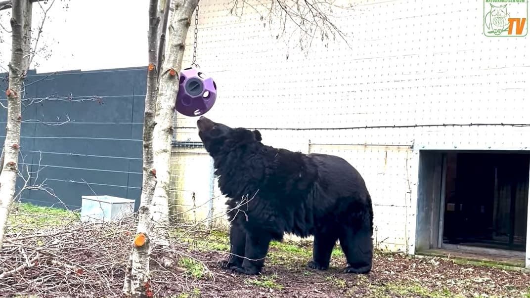 Медведь Ямполь из Донецкой области в своем новом доме — зоопарке «Пять сестер» в Шотландии