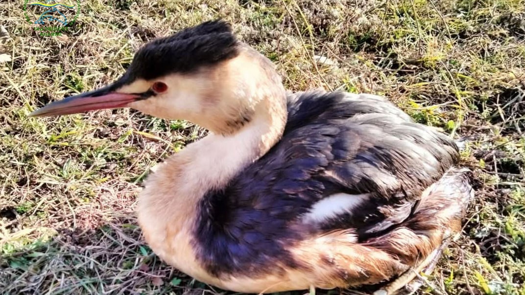 Пірникоза велика