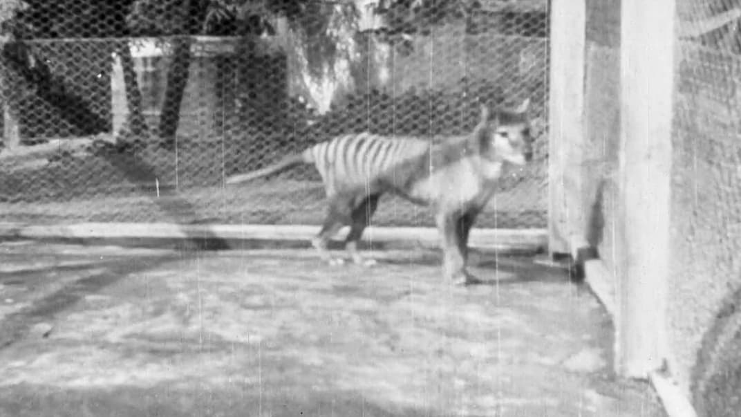 Бенджамін, останній вид сумчастого вовка, на унікальних архівних кадрах із Національного аудіовізуального центру Австралії