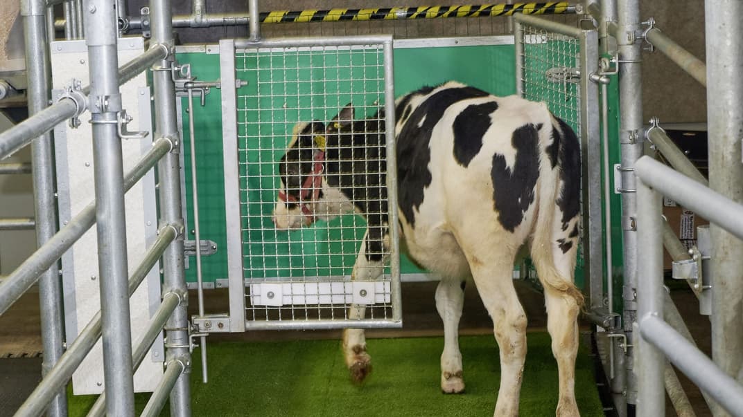 Животное заходит в специально созданный туалета