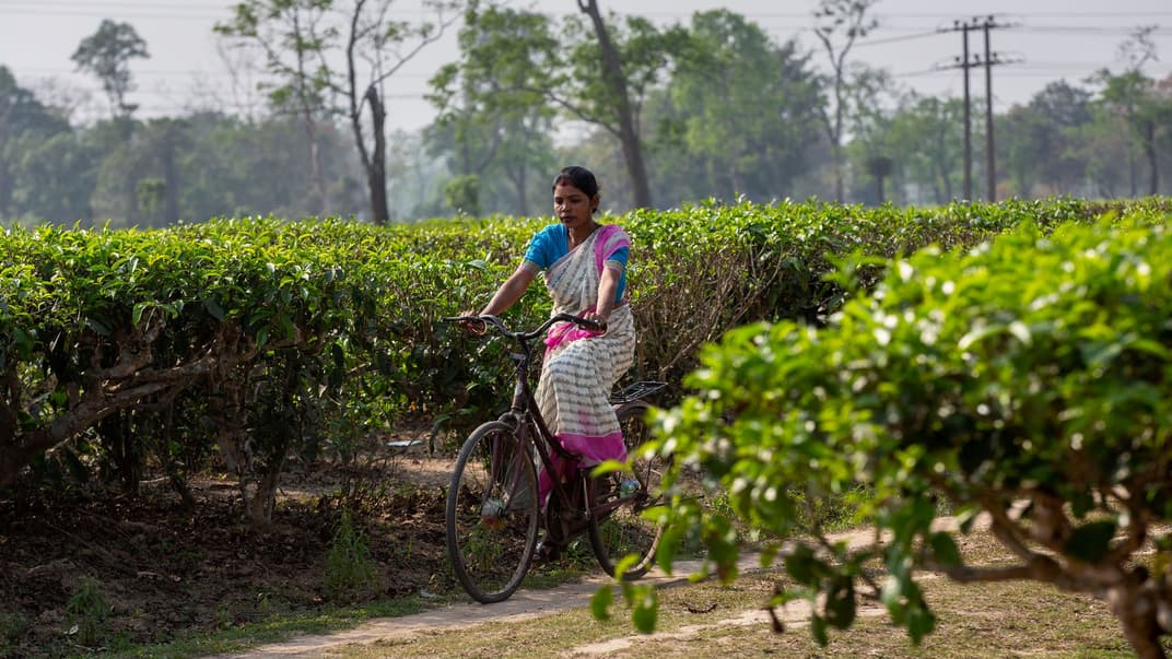 Працівниця чайної плантації в штаті Ассам, Індія, березень 2021 року. Ілюстративне фото