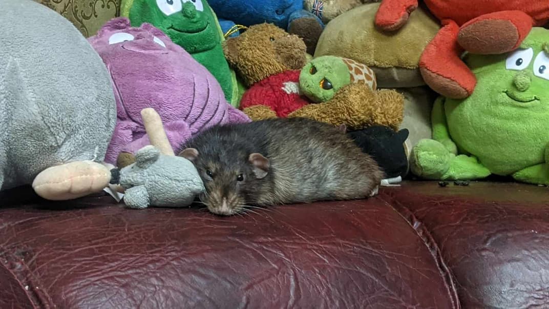 Крыса-рекордсмен