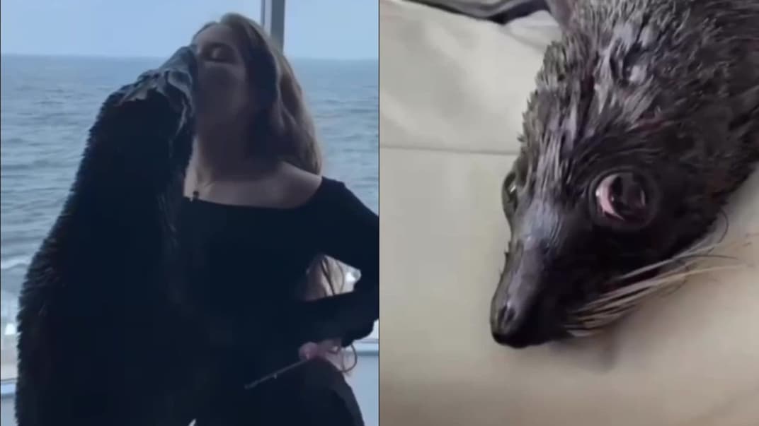 Скриншоты из видео с участием морского котика, которое уже удалено