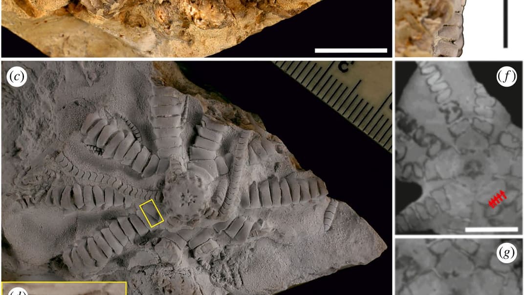 Викопаний в Африці новий вид морської лілії Ausichicrinites zelenskyyi