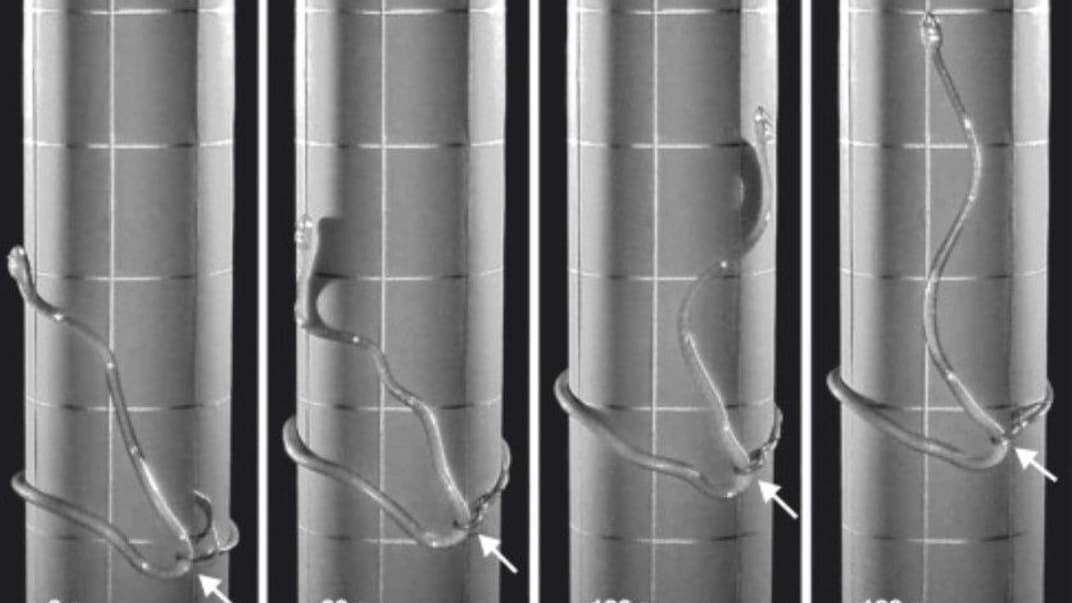 Новый способ передвижения змей по типу «лассо»