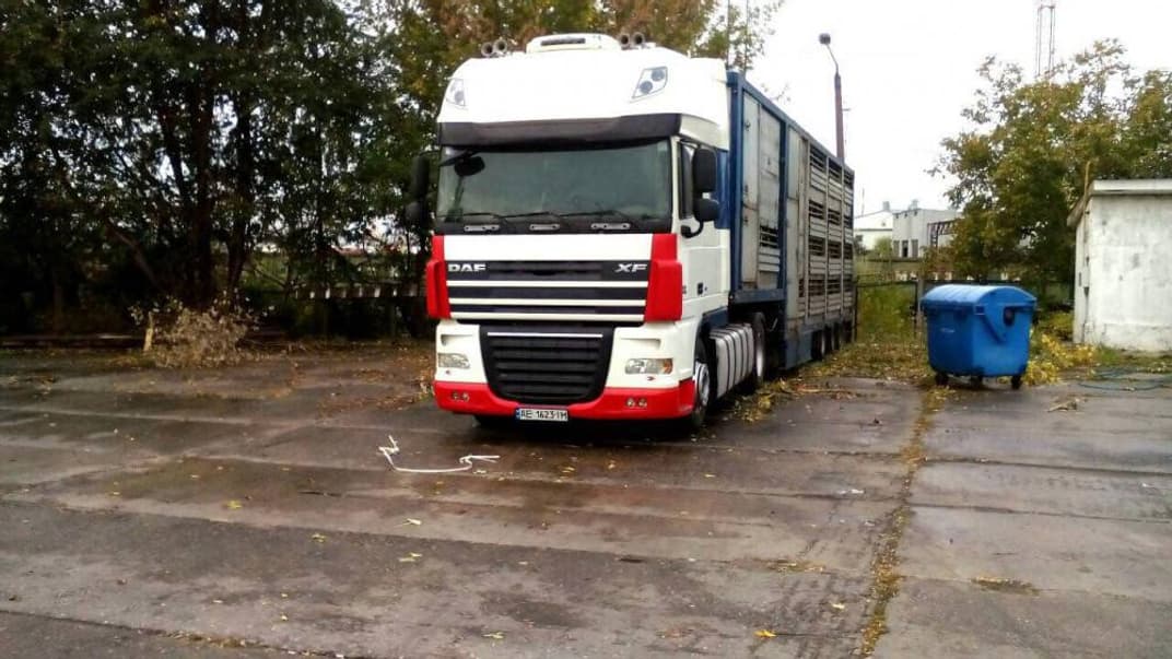 У порту біля Одеси у вантажівці помирають близько 300 овець — зоозахисники