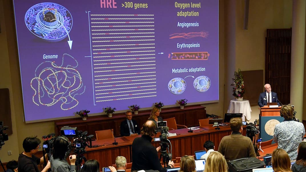 Професор Рендалл Джонсон з Нобелівського комітету представляє лауреатів цьогорічної Нобелівської премії з медицини та фізіології в Солні, Стокгольм, Швеція, 7 жовтня 2019 року