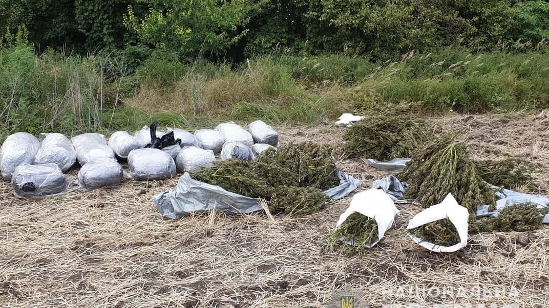 Виявлена у лісосмузі марихуана, Луганська область, 4 серпня 2019 року