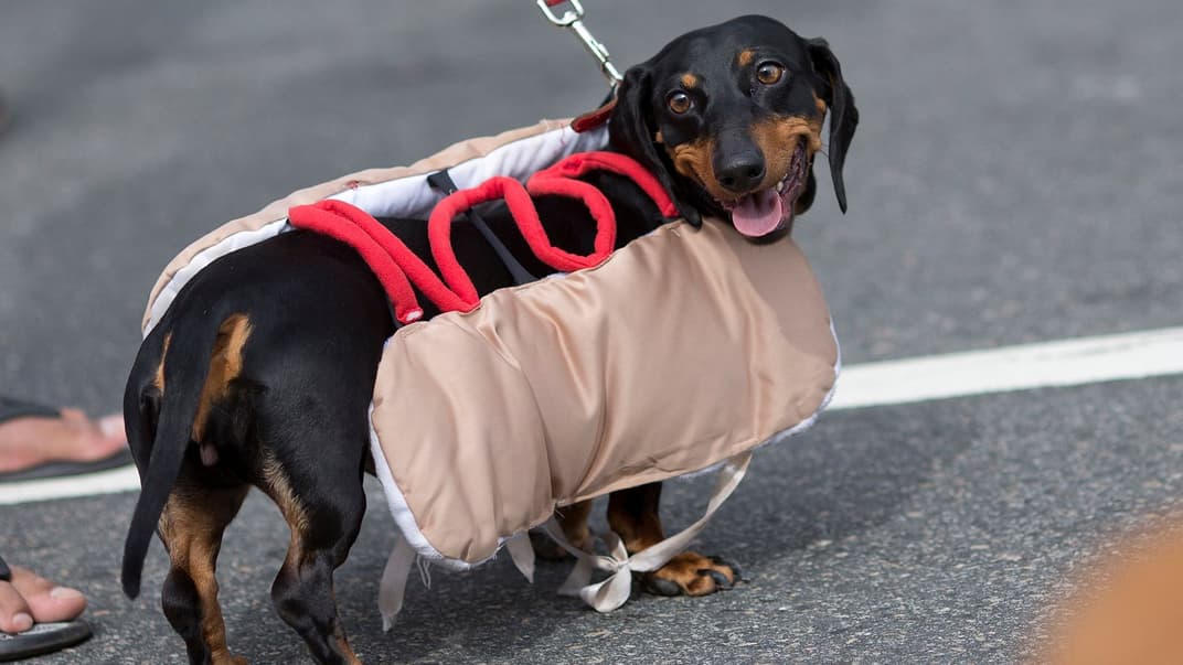 Ілюстративне фото. Собака в костюмі хот-дога під час карнавального параду собак на пляжі Копакабана в Ріо-де-Жанейро, Бразилія, 4 лютого 2018 року