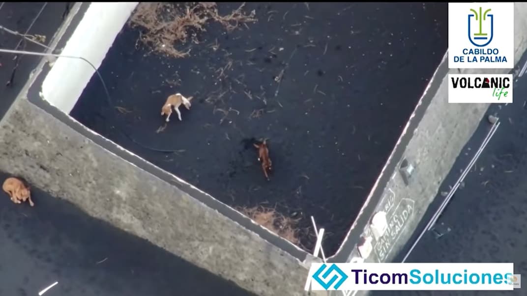 На Канарських островах дроном спробують врятувати трьох виснажених собак, які опинилися у лавовій пастці